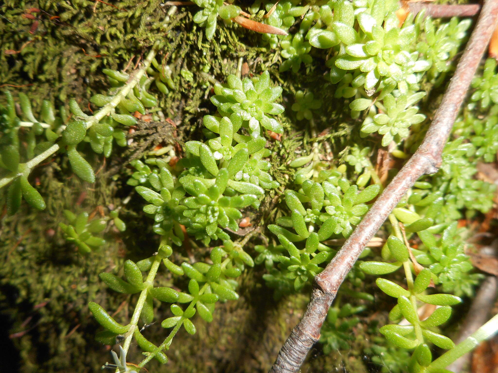 Image of Sedum monregalense Balbis