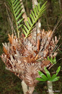 Aglaomorpha willdenowii (Bory) Hovenkamp & S. Linds.的圖片