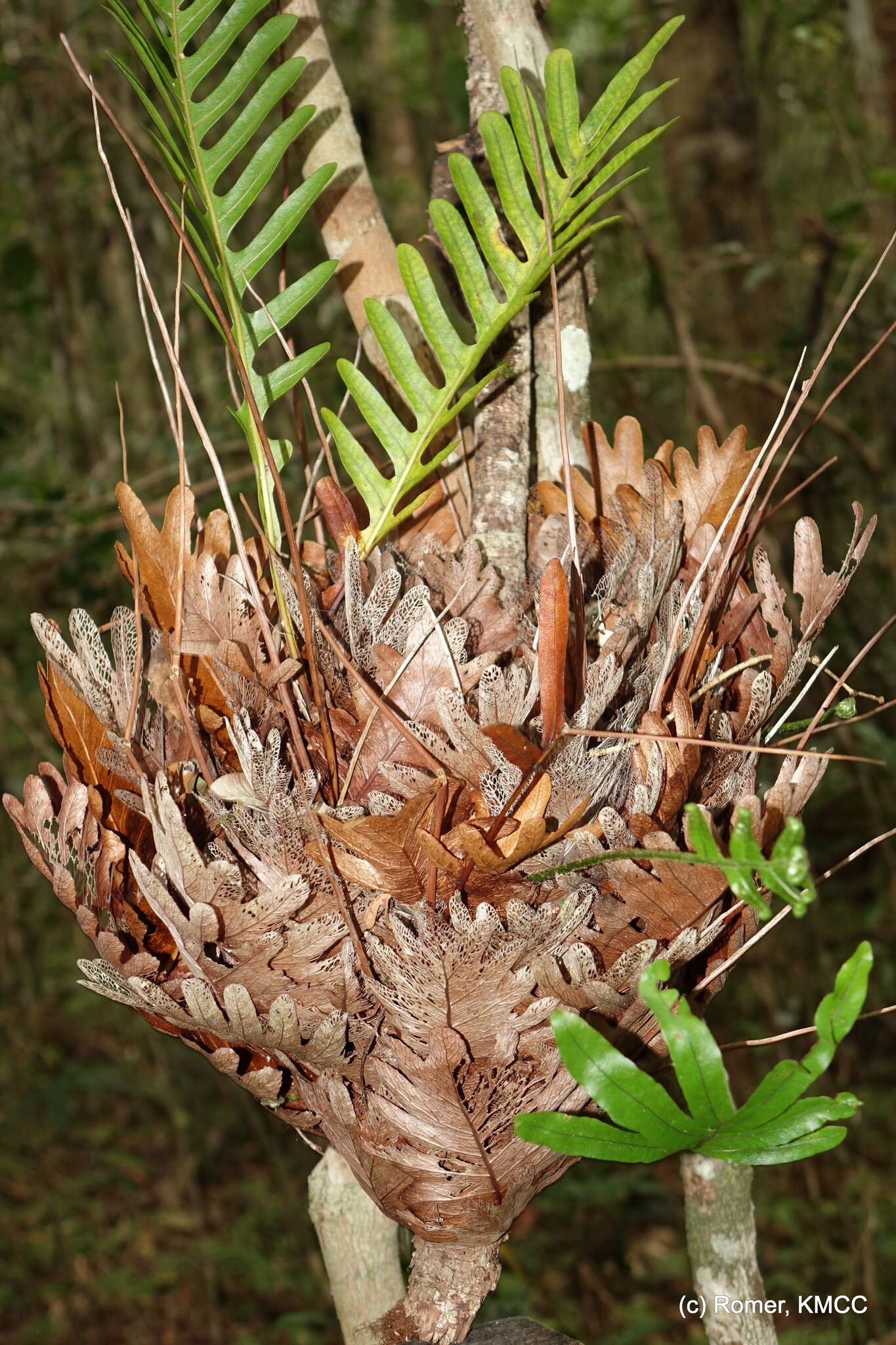 Image of Aglaomorpha willdenowii (Bory) Hovenkamp & S. Linds.