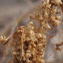 Sivun Cuscuta californica var. papillosa Yunck. kuva