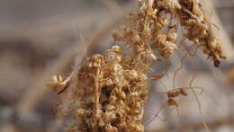 Image of chaparral dodder