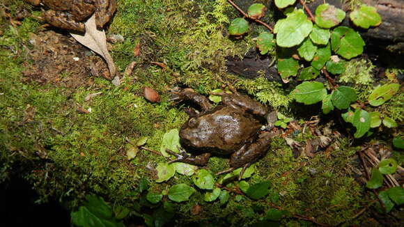 Image of Rosy Ground Frog