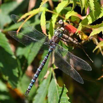 Image of Variable Darner