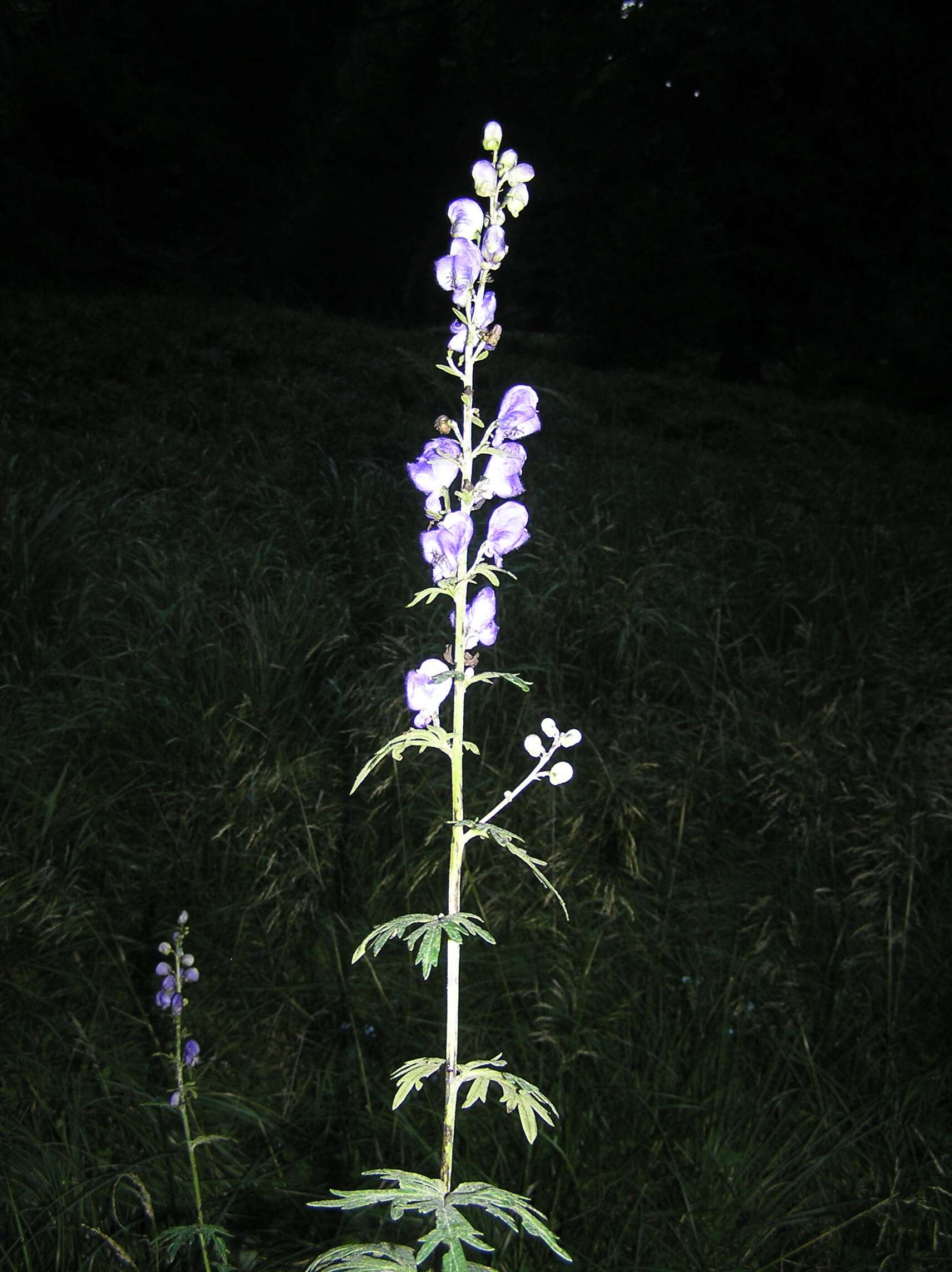 Imagem de Aconitum plicatum Koehler ex Reichb.