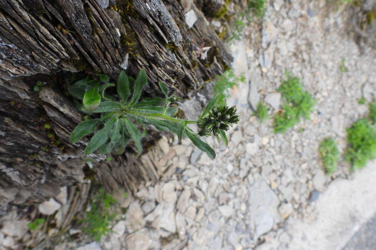 Image of Hieracium morii Hayata