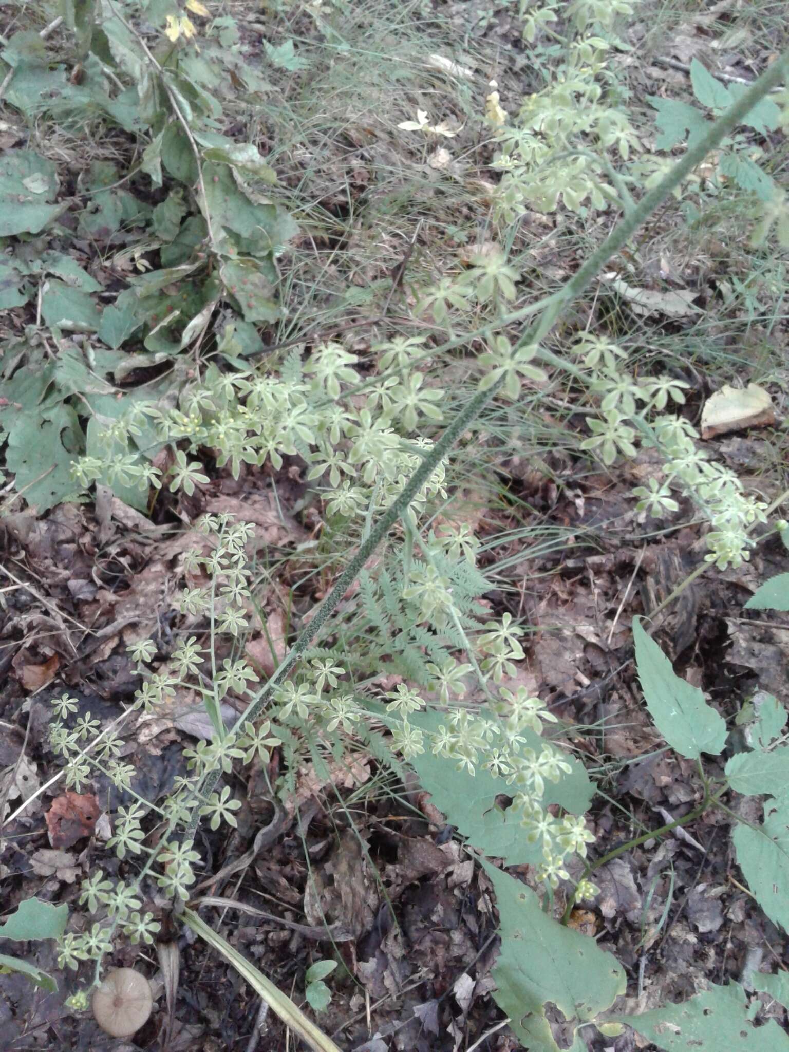 Image of Appalachian bunchflower