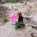 Image of Mandevilla tenuifolia (Mikan) R. E. Woodson