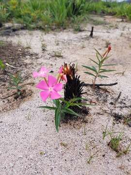 Image of Mandevilla tenuifolia (Mikan) R. E. Woodson