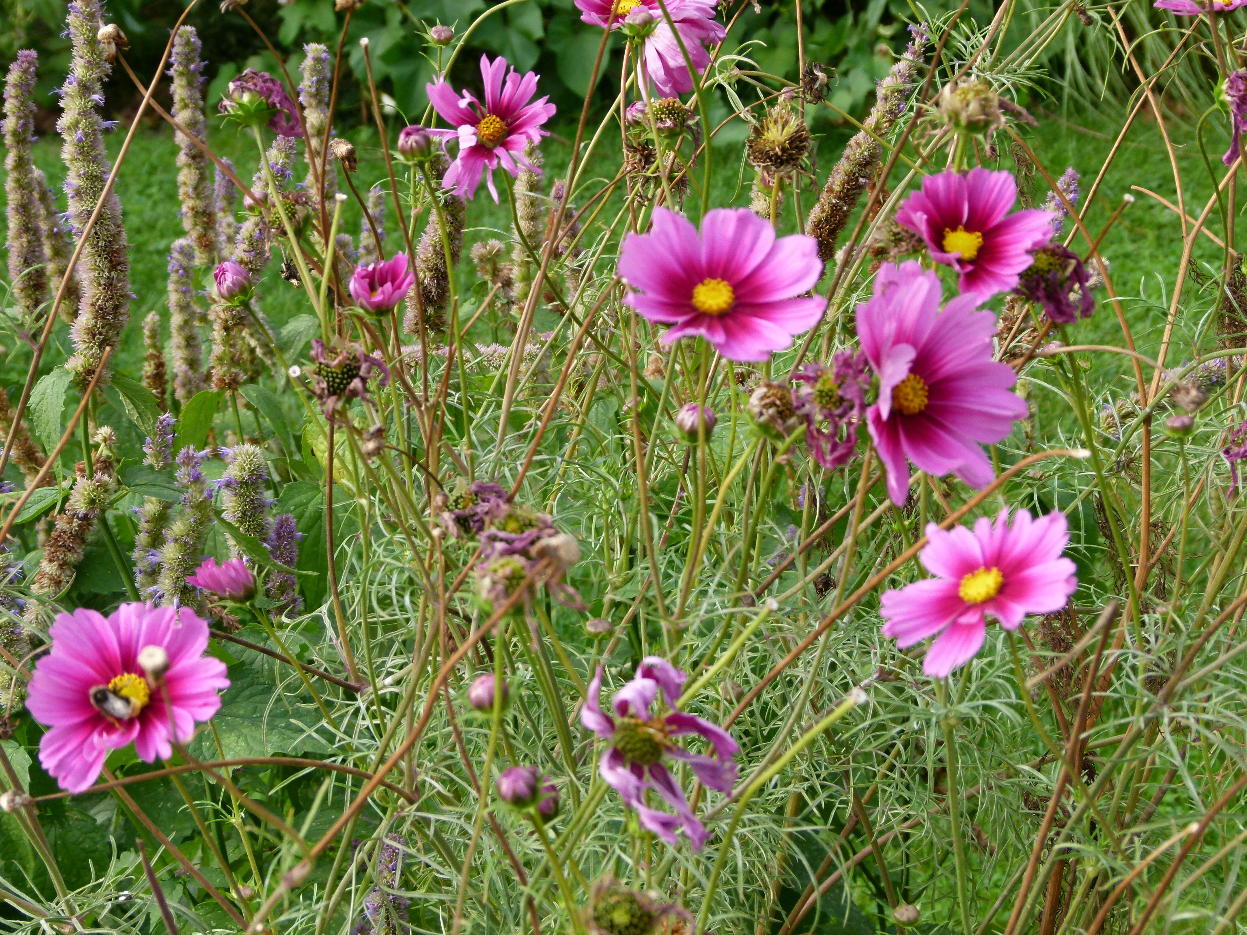 Image of garden cosmos