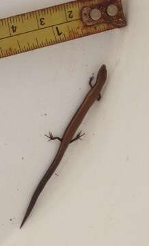 Image of Rüppell's snake-eyed skink