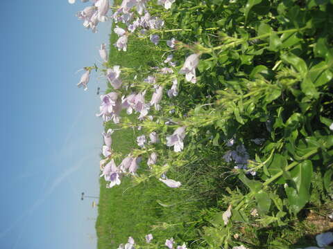 Image of cobaea beardtongue