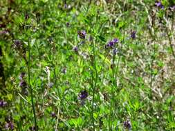 Image of alfalfa