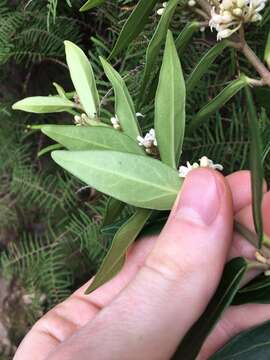 صورة Leichhardtia suaveolens (R. Br.) P. I. Forst.