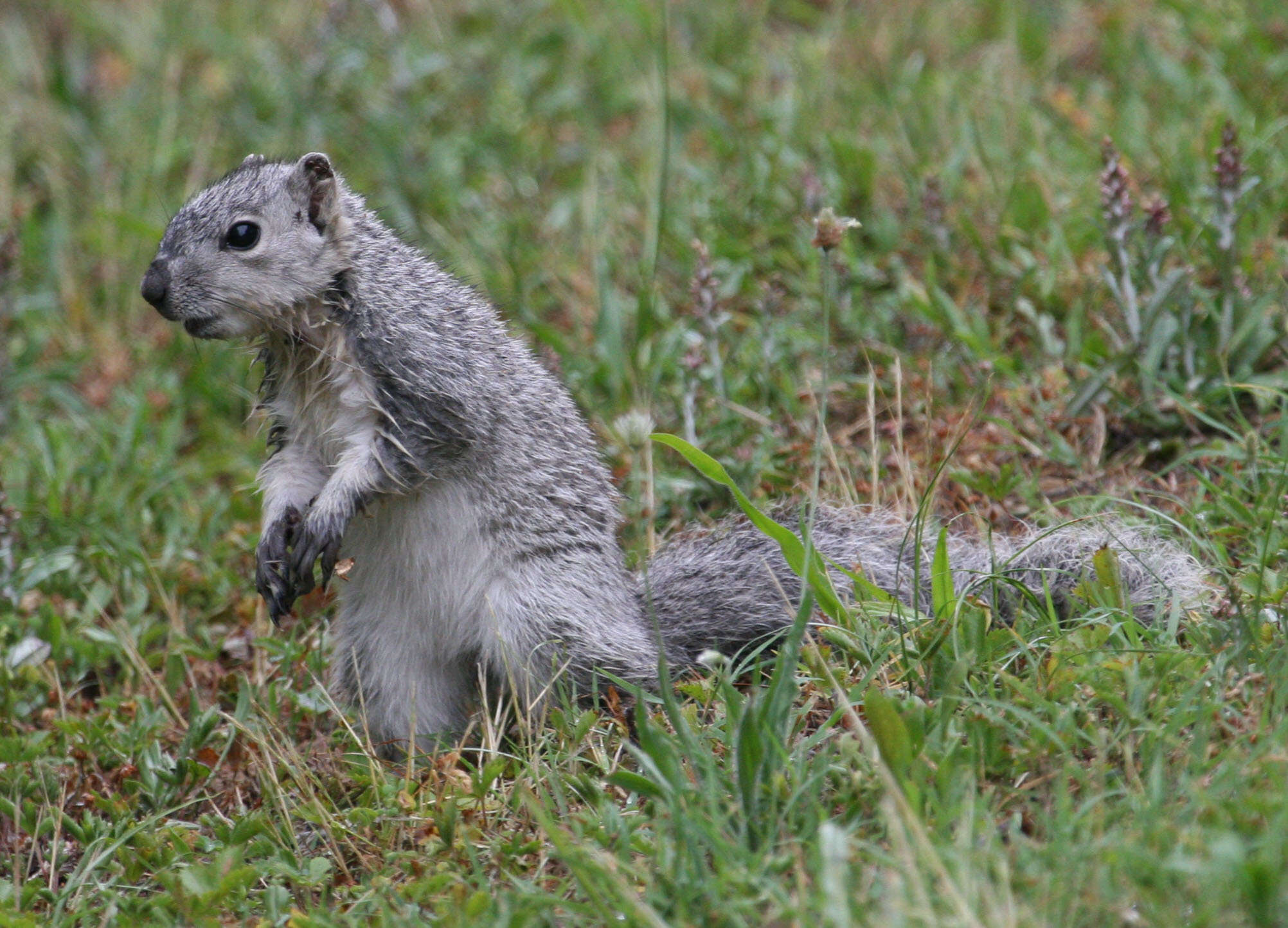 Image of Delmarva Peninsula fox squirrel