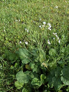 Image of cultivated radish