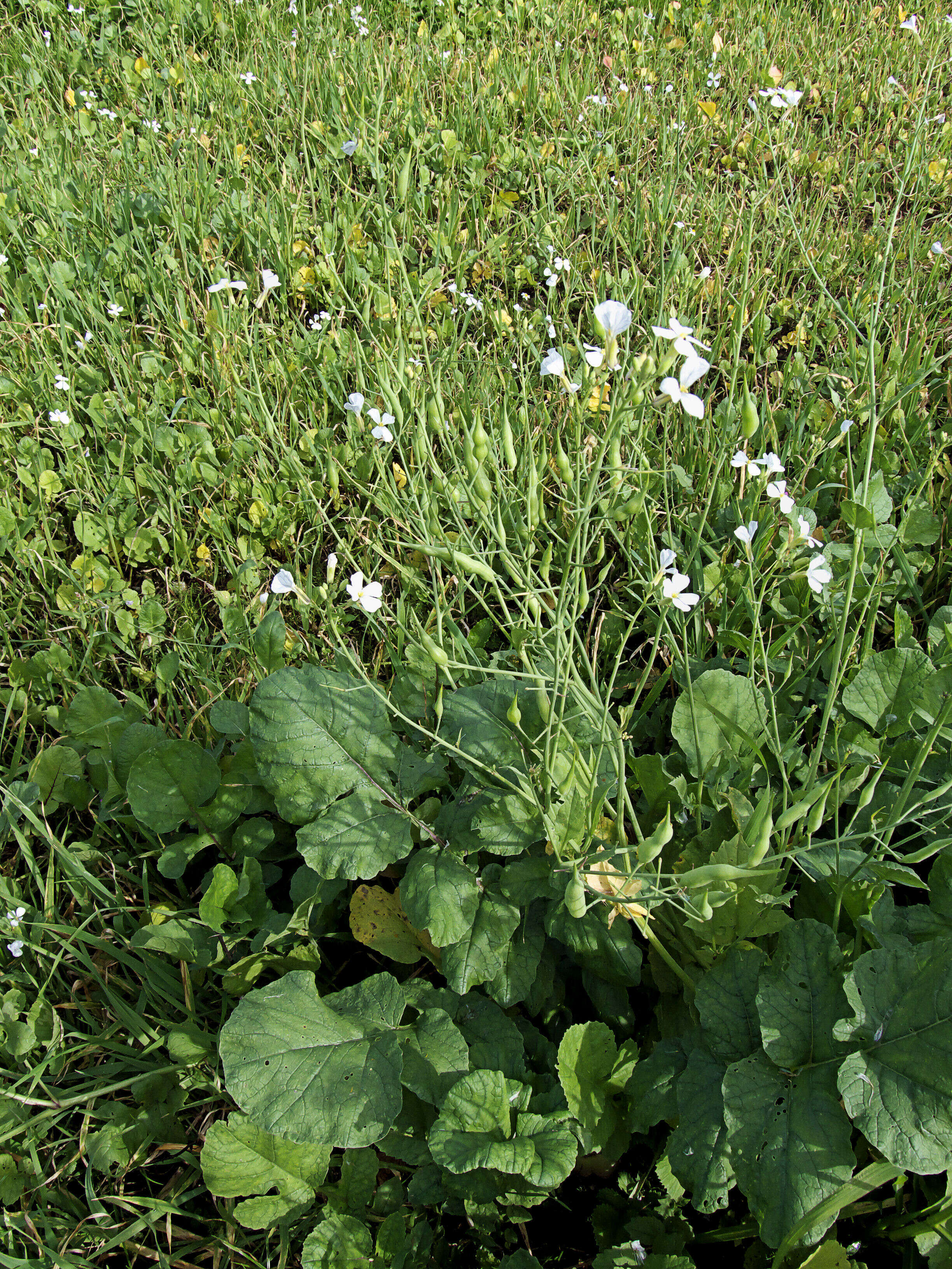 Image of cultivated radish