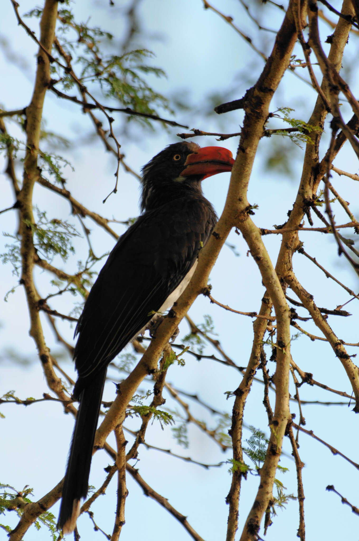 Image of Crowned Hornbill