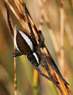 Image of Raft spider