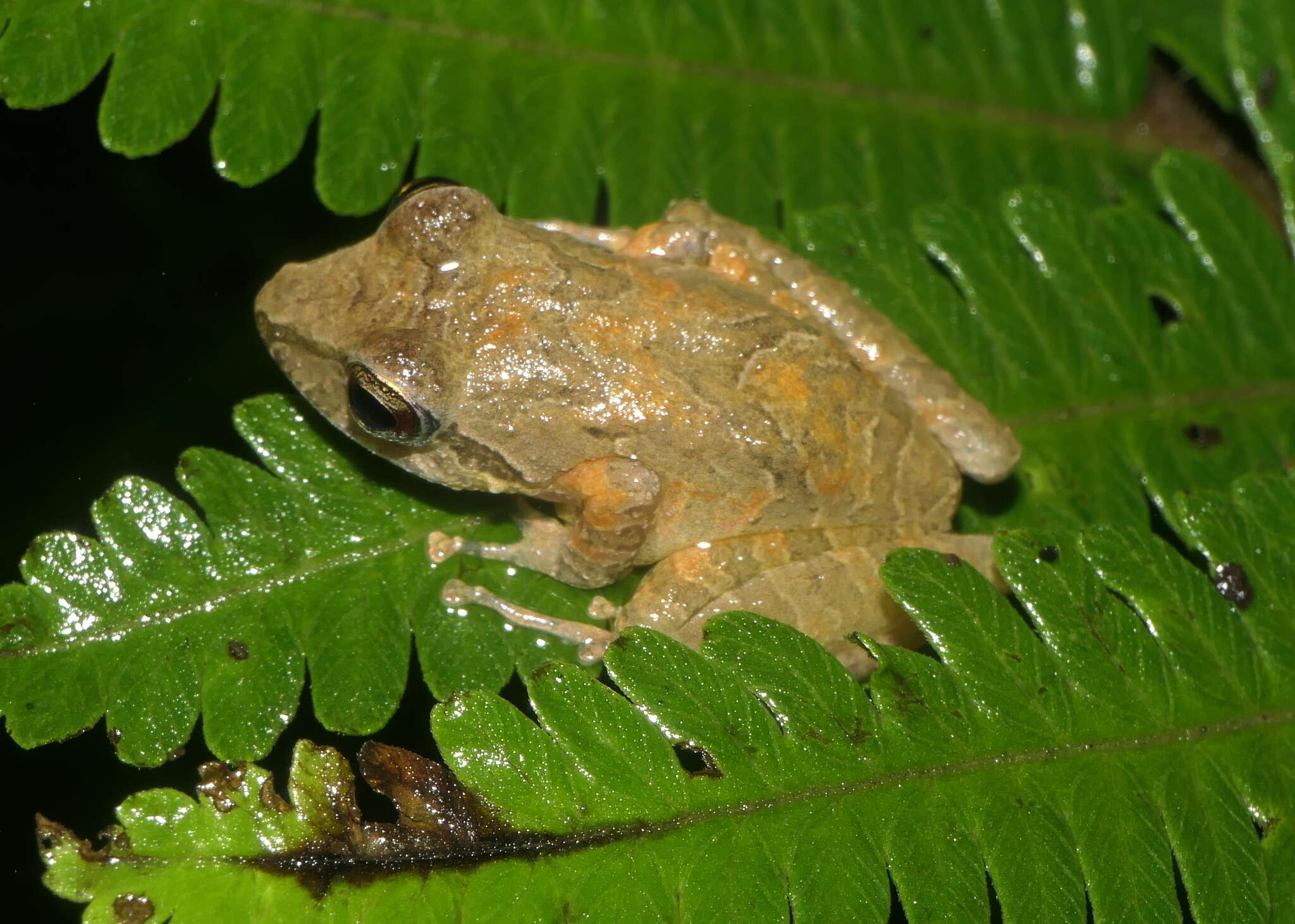 Sivun Pristimantis actites (Lynch 1979) kuva