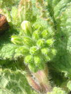 Image of Symphytum tauricum Willd.