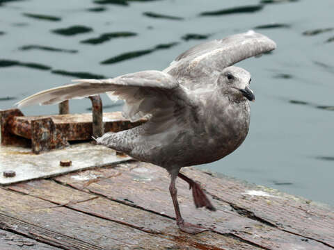 Image of Glaucous-winged Gull