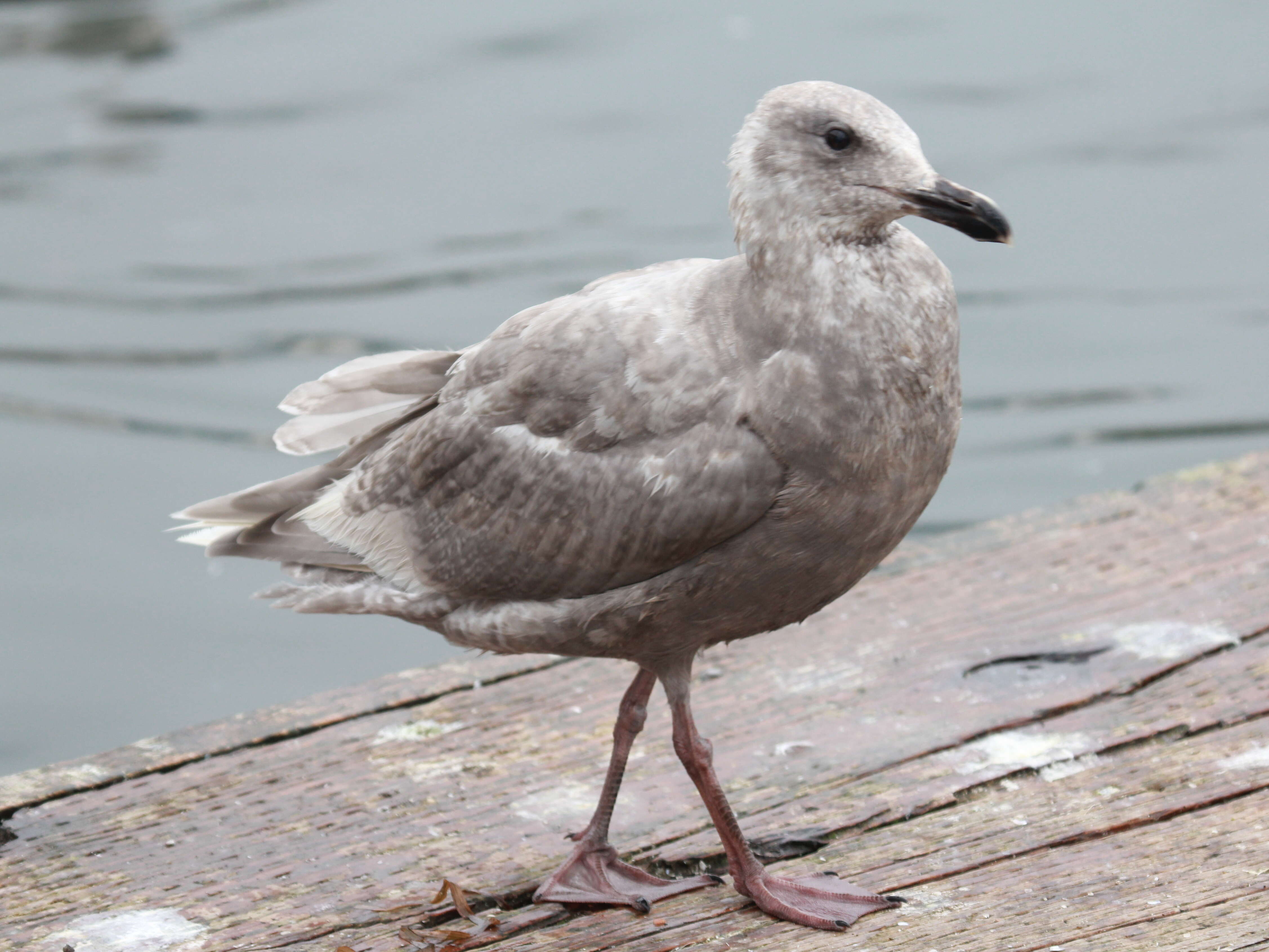 Image of Glaucous-winged Gull