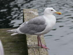 Image of Glaucous-winged Gull