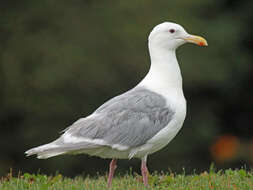 Image of Glaucous-winged Gull