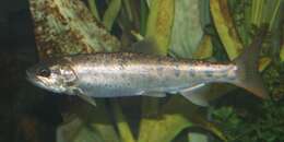 Image of Cherry salmon