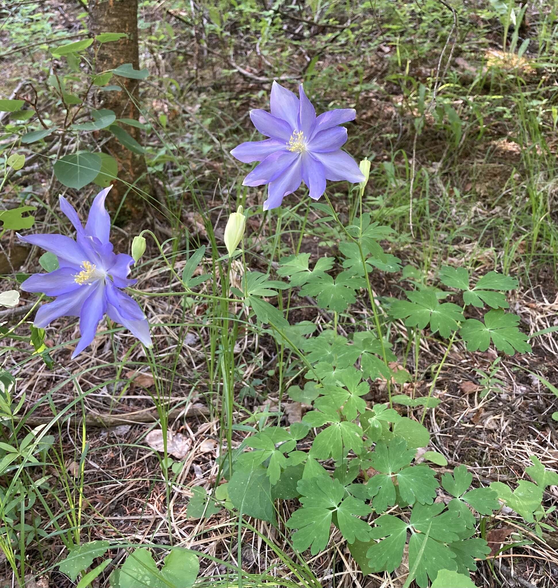 Imagem de Aquilegia coerulea var. daileyae Eastw.