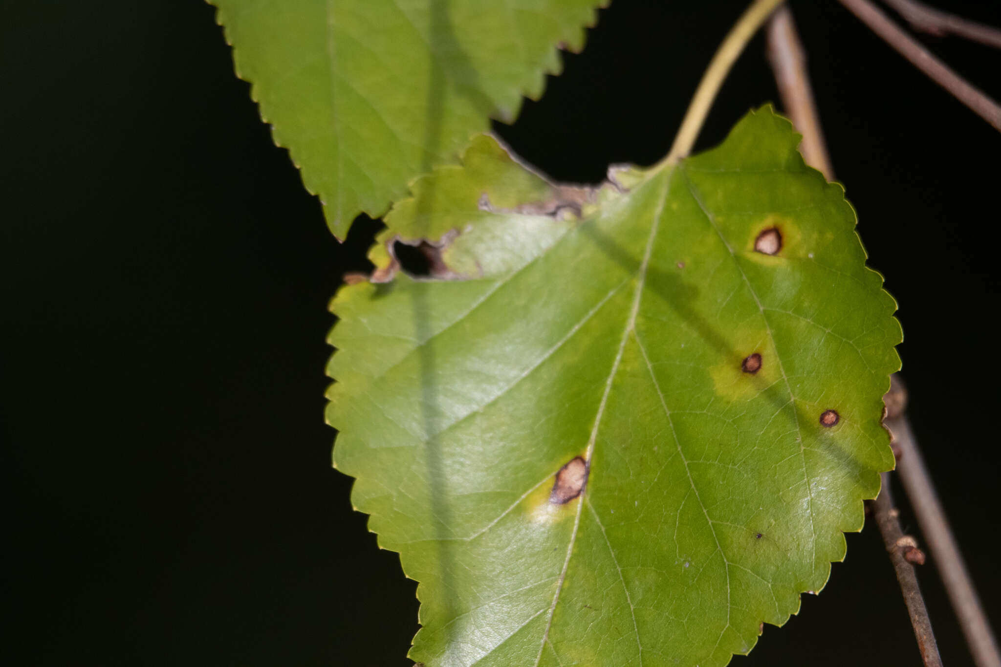 Image of Cercospora moricola Cooke 1884