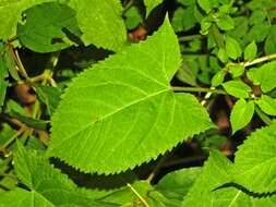 Imagem de Salvia glutinosa L.