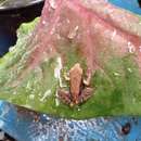 Image of Black-striped Frog