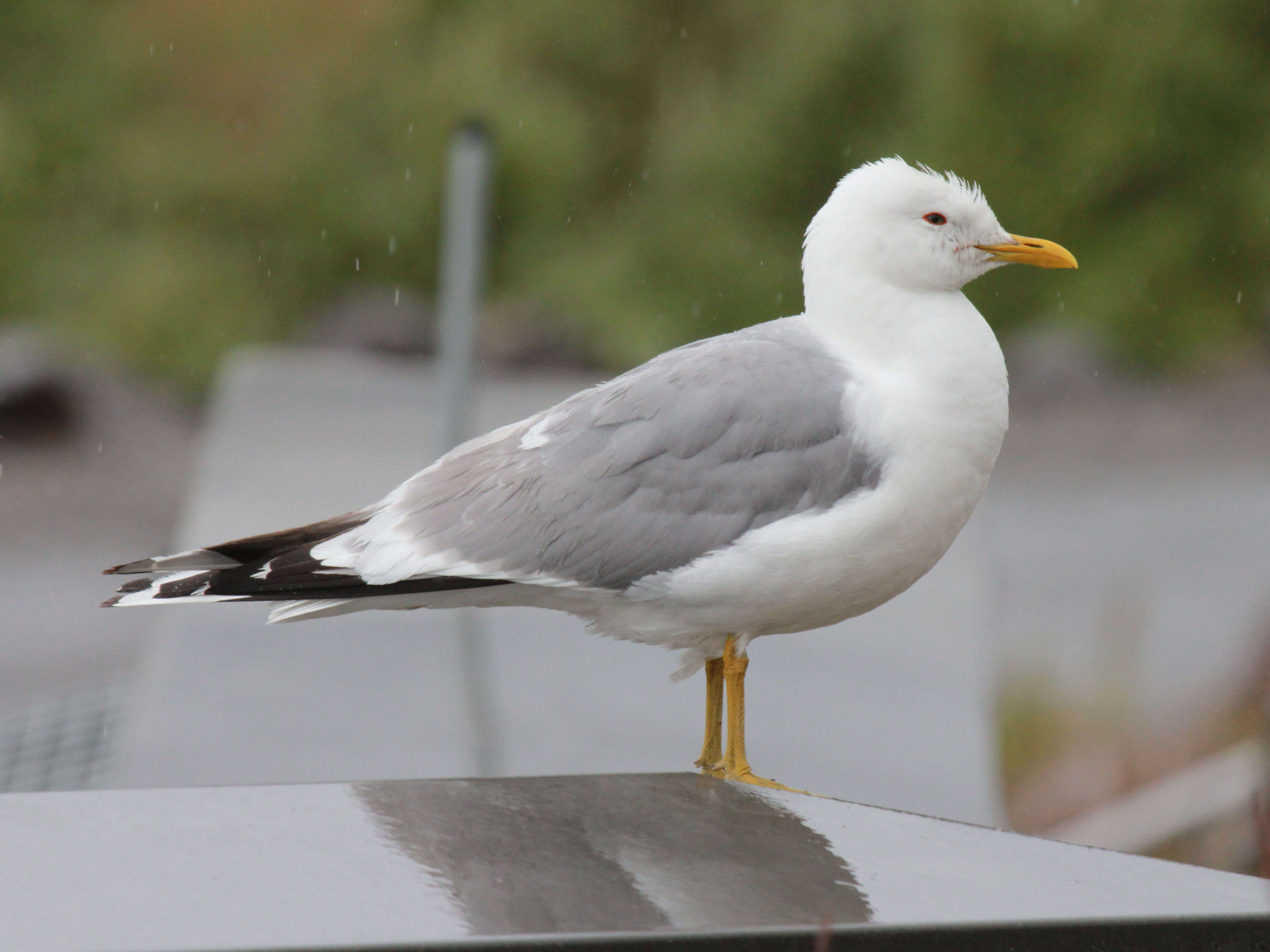 Image of Short-billed Gull