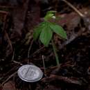 Image of Small Whorled Pogonia