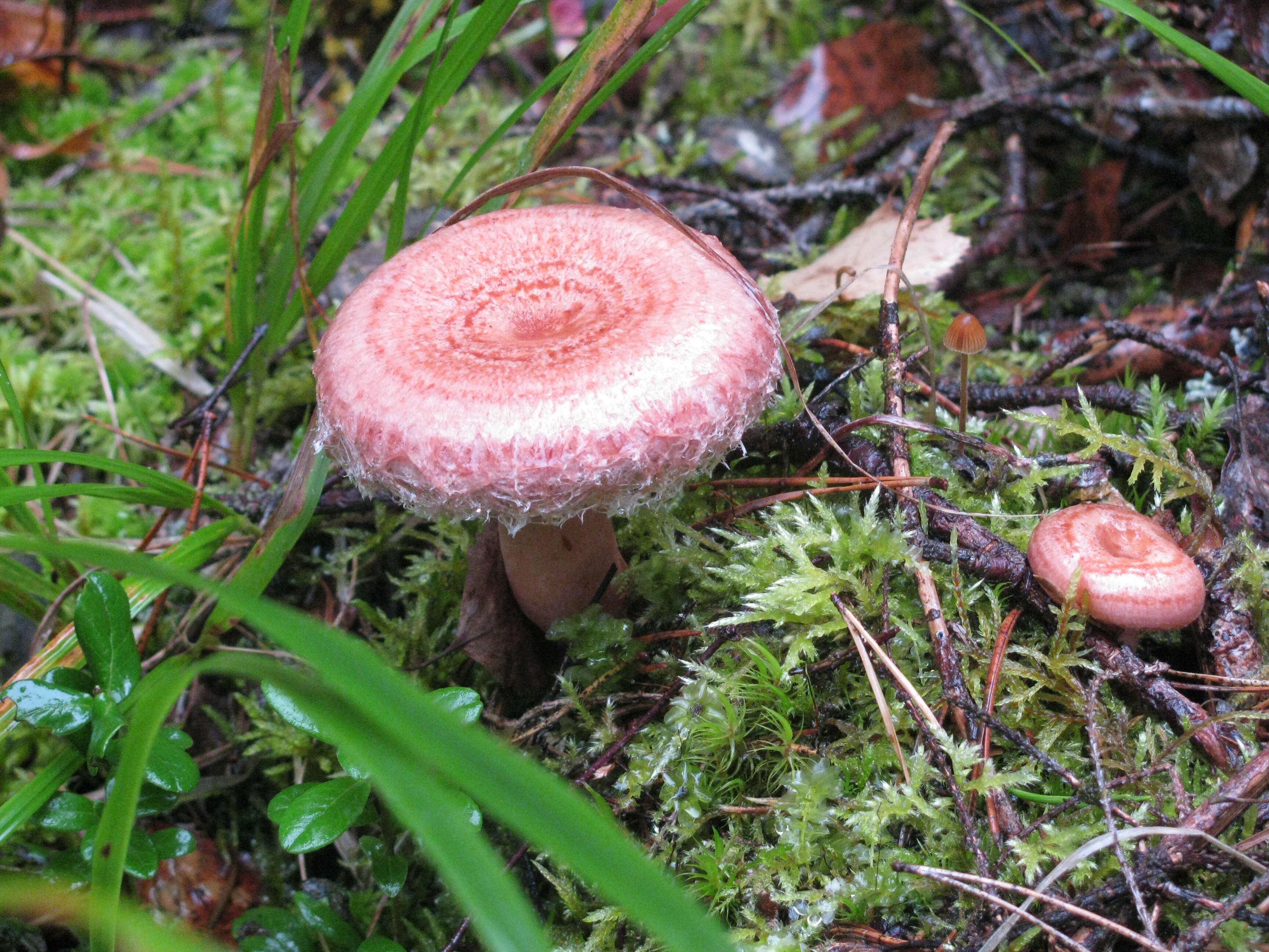 Image of Woolly Milkcap