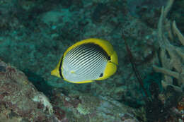 Image of Black-back Butterflyfish