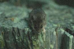 Image of Eastern Harvest Mouse