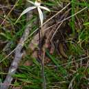 Image of Stuart Mill spider orchid