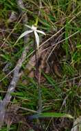 Imagem de Caladenia cretacea (D. L. Jones) G. N. Backh.