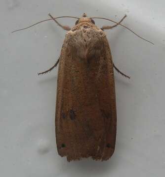 Image of Large Yellow Underwing