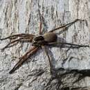 Plancia ëd Dolomedes aquaticus Goyen 1888