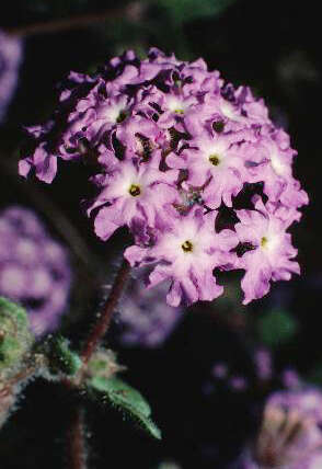 Image of desert sand verbena