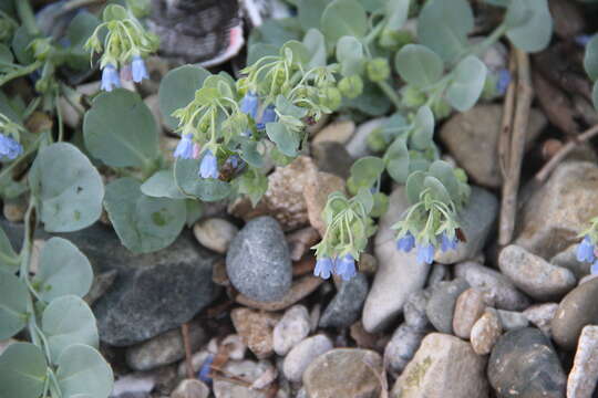 Image de Mertensia maritima subsp. maritima