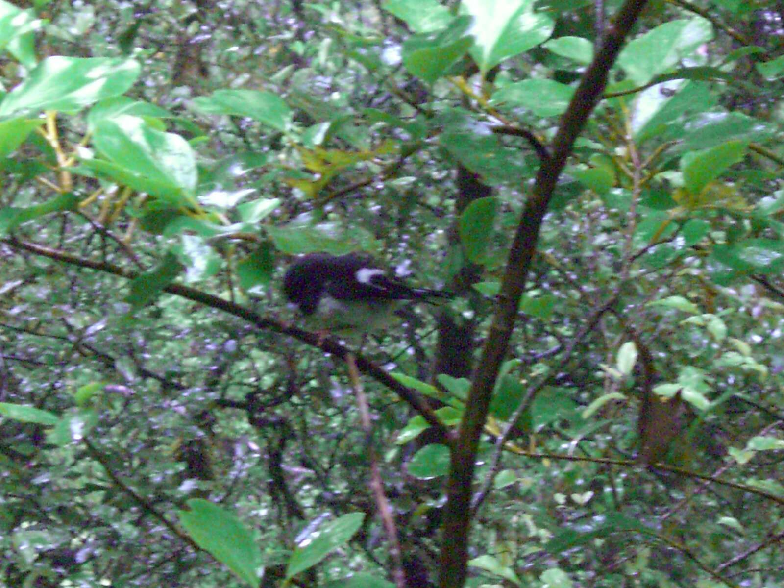 Image of New Zealand Tomtit