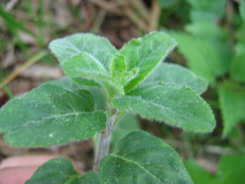 Image of Water Mint