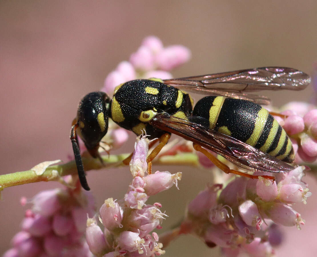 Image of Syneuodynerus egregius (Herrich-Schäffer 1839)