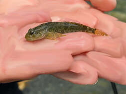 صورة Cottus aleuticus Gilbert 1896