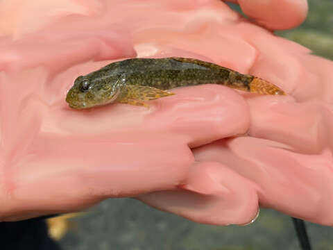 Image of Coastrange sculpin