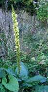 Verbascum nigrum L. resmi